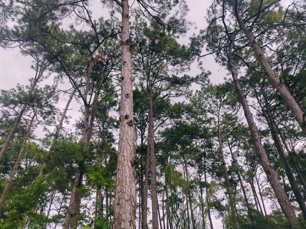 怀远股票 云岭深处，162人守护95万亩青山​